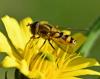 Syrphus vitripennis